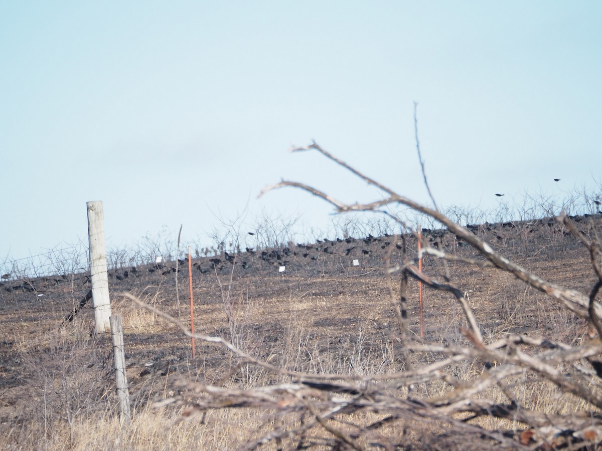 purpurhodetrupial - ML647802490