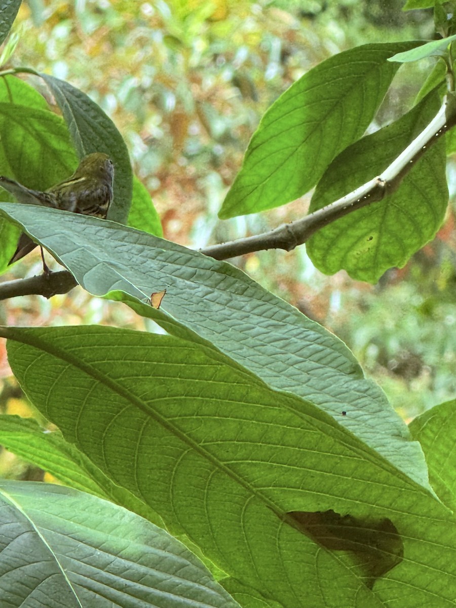 Chestnut-sided Warbler - ML647802492