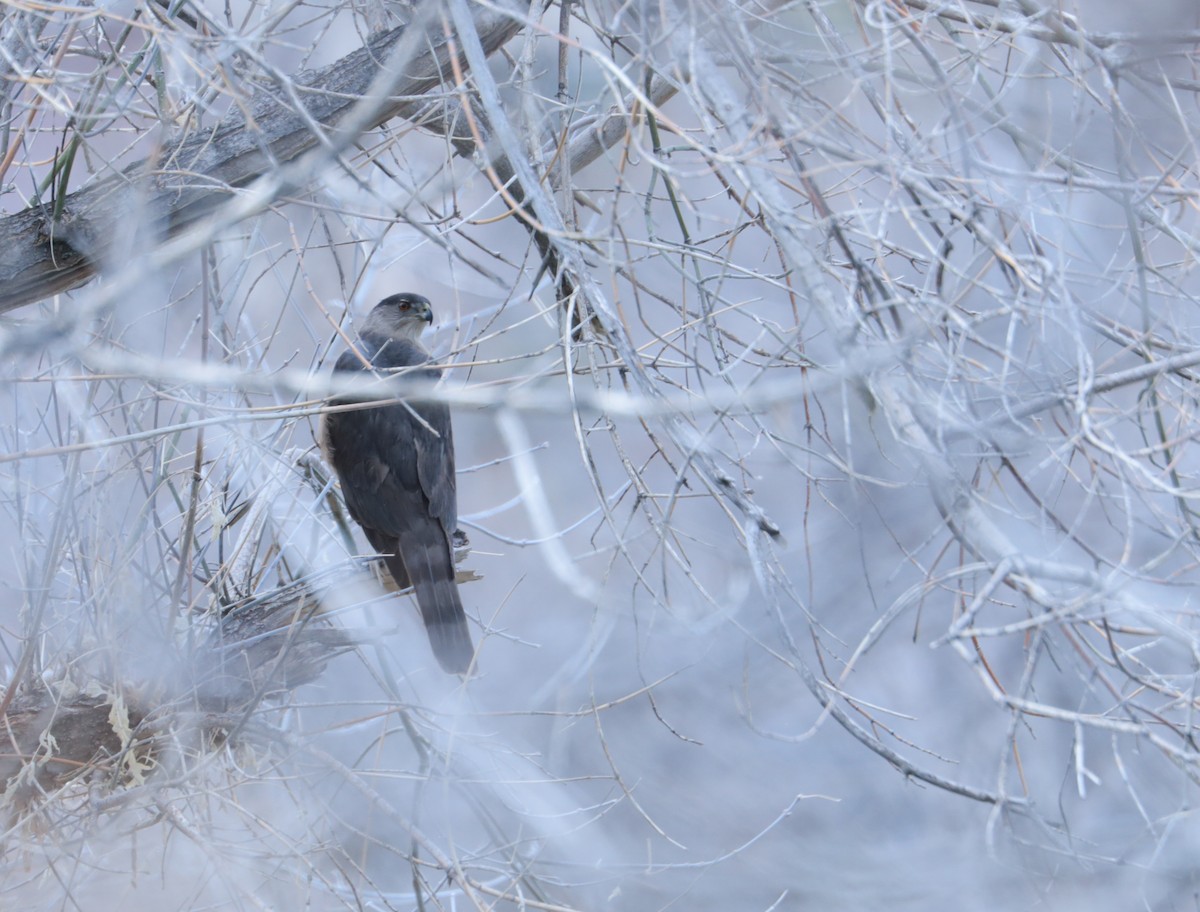 Cooper's Hawk - ML647802570