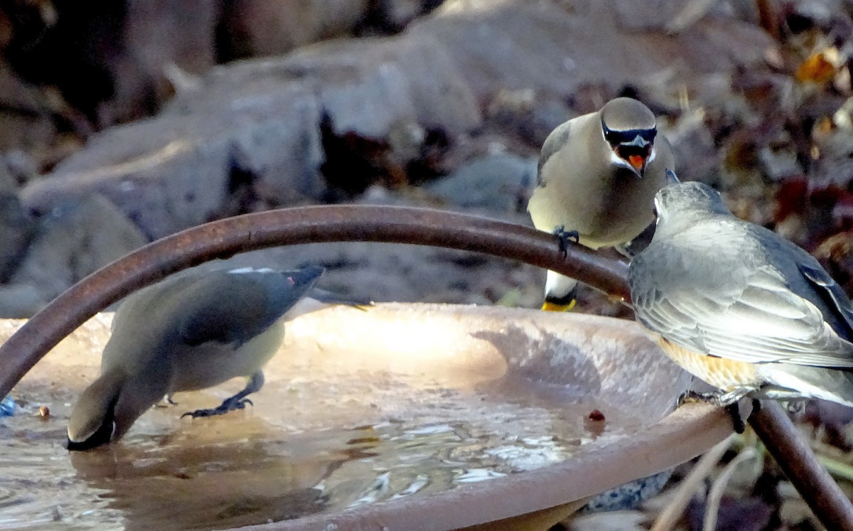 brkoslav americký - ML647802573