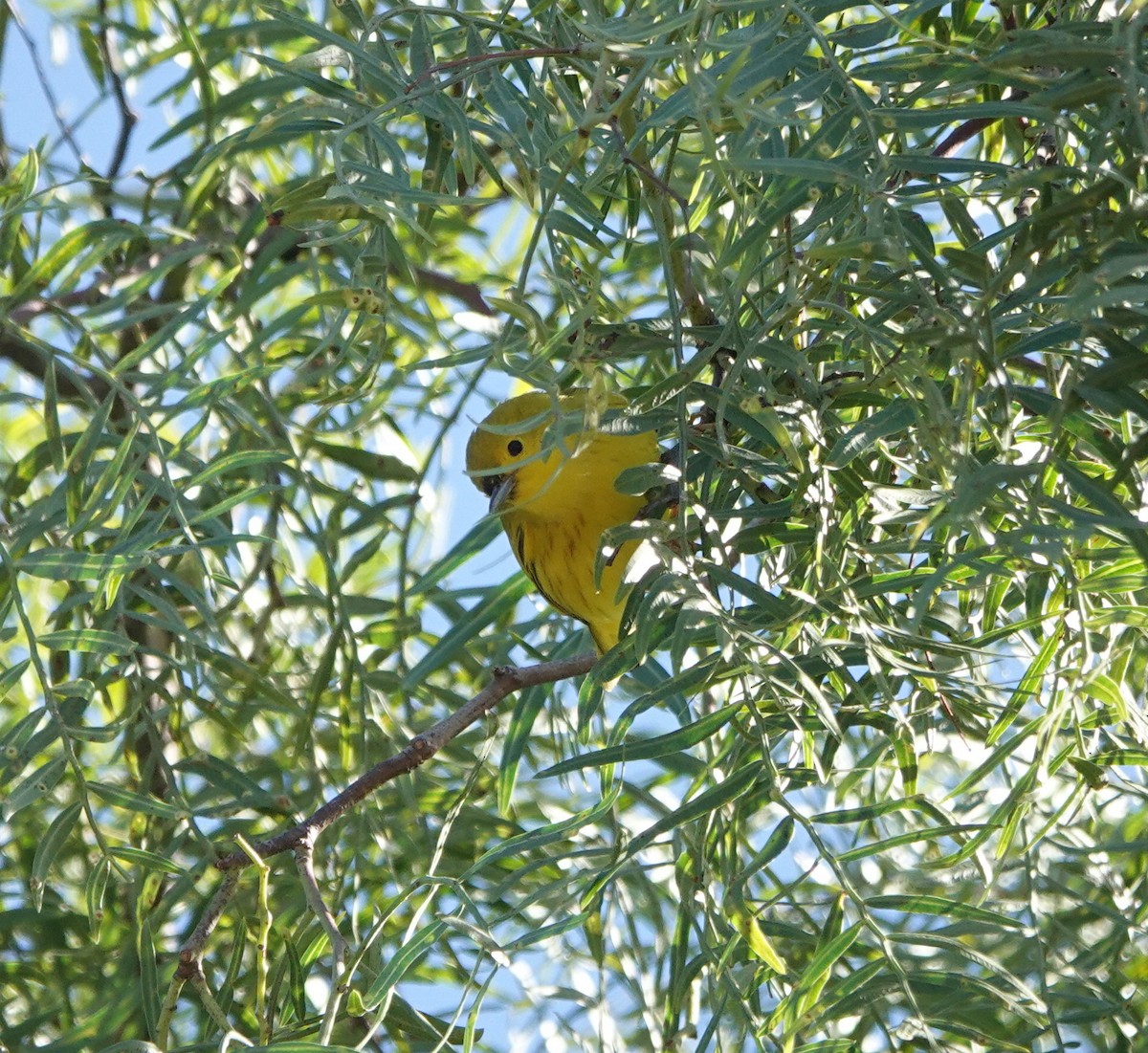 Northern Yellow Warbler - ML647802576