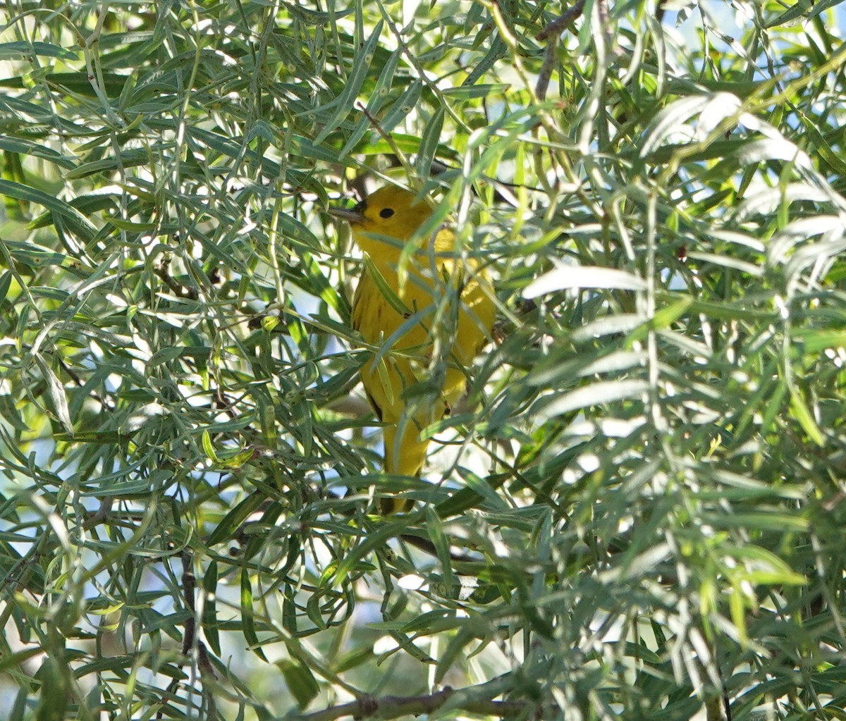 Northern Yellow Warbler - ML647802577