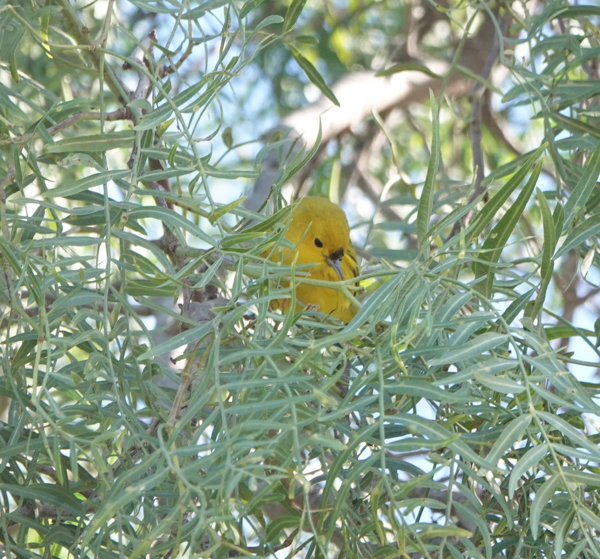 Northern Yellow Warbler - ML647802578