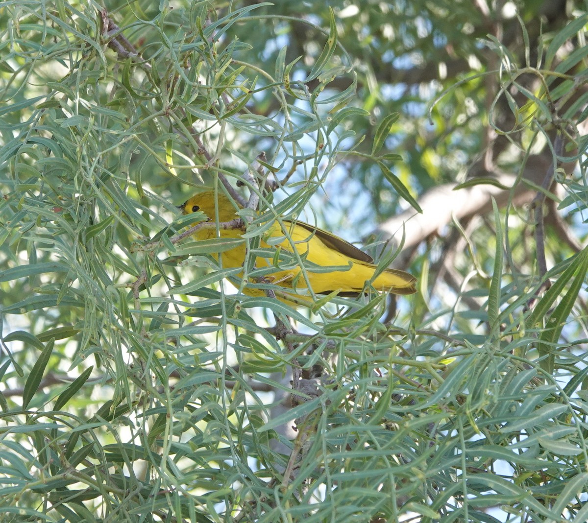 Northern Yellow Warbler - ML647802579