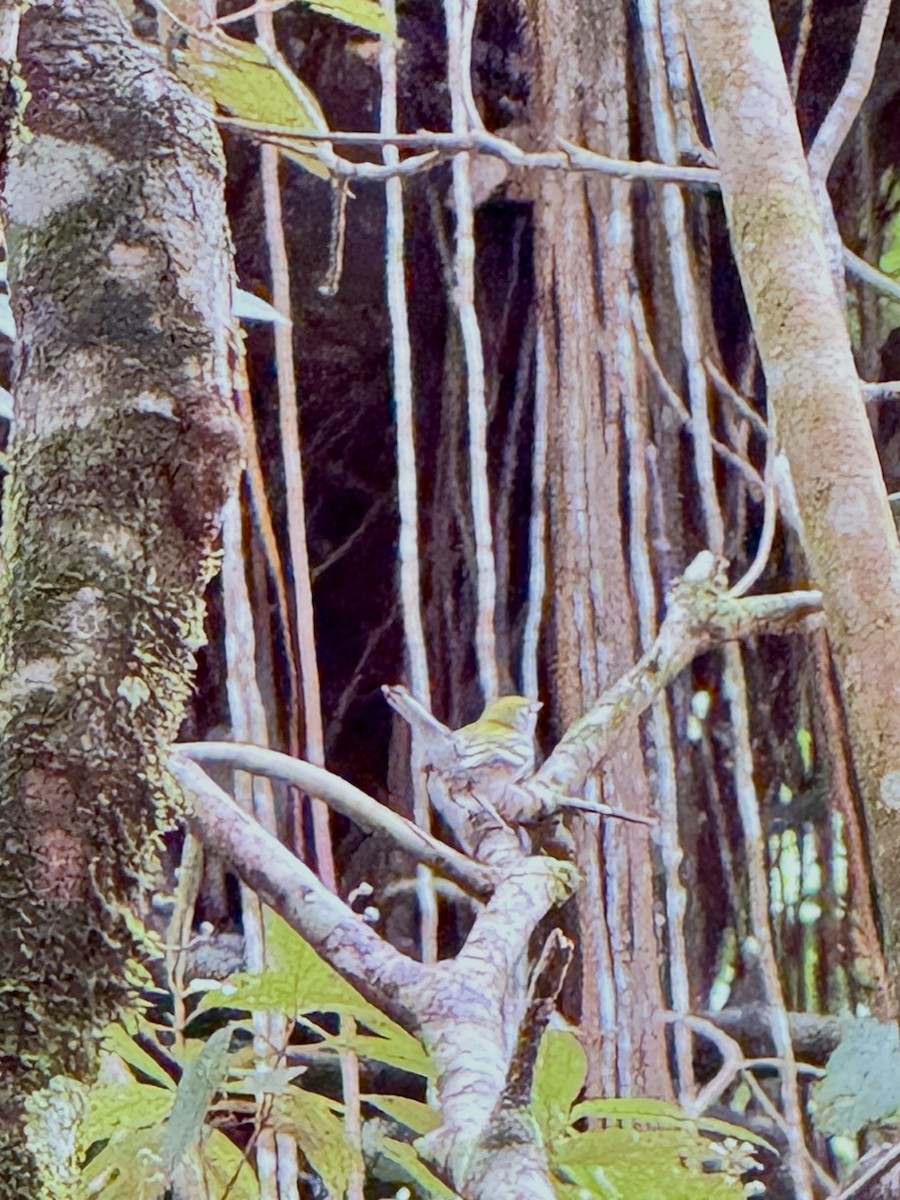 Chestnut-sided Warbler - ML647802580