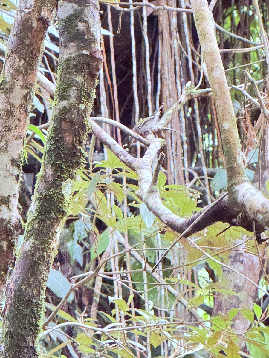 Chestnut-sided Warbler - ML647802581