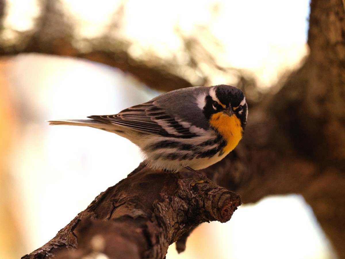 Yellow-throated Warbler - ML647802592