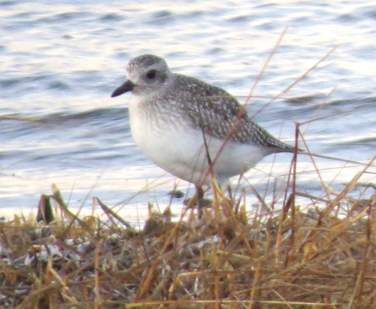 Chorlito Gris - ML647802595