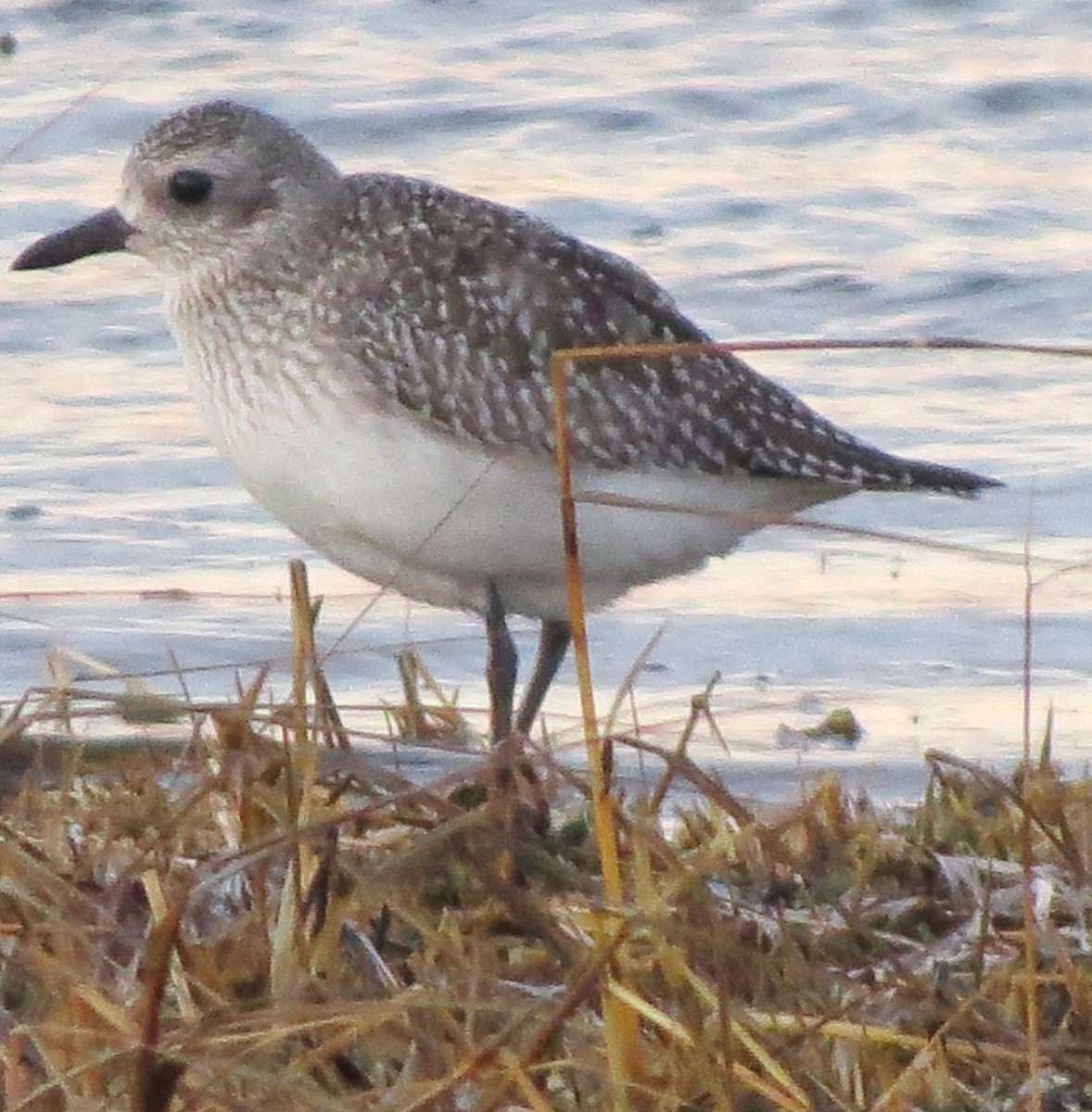 Chorlito Gris - ML647802603