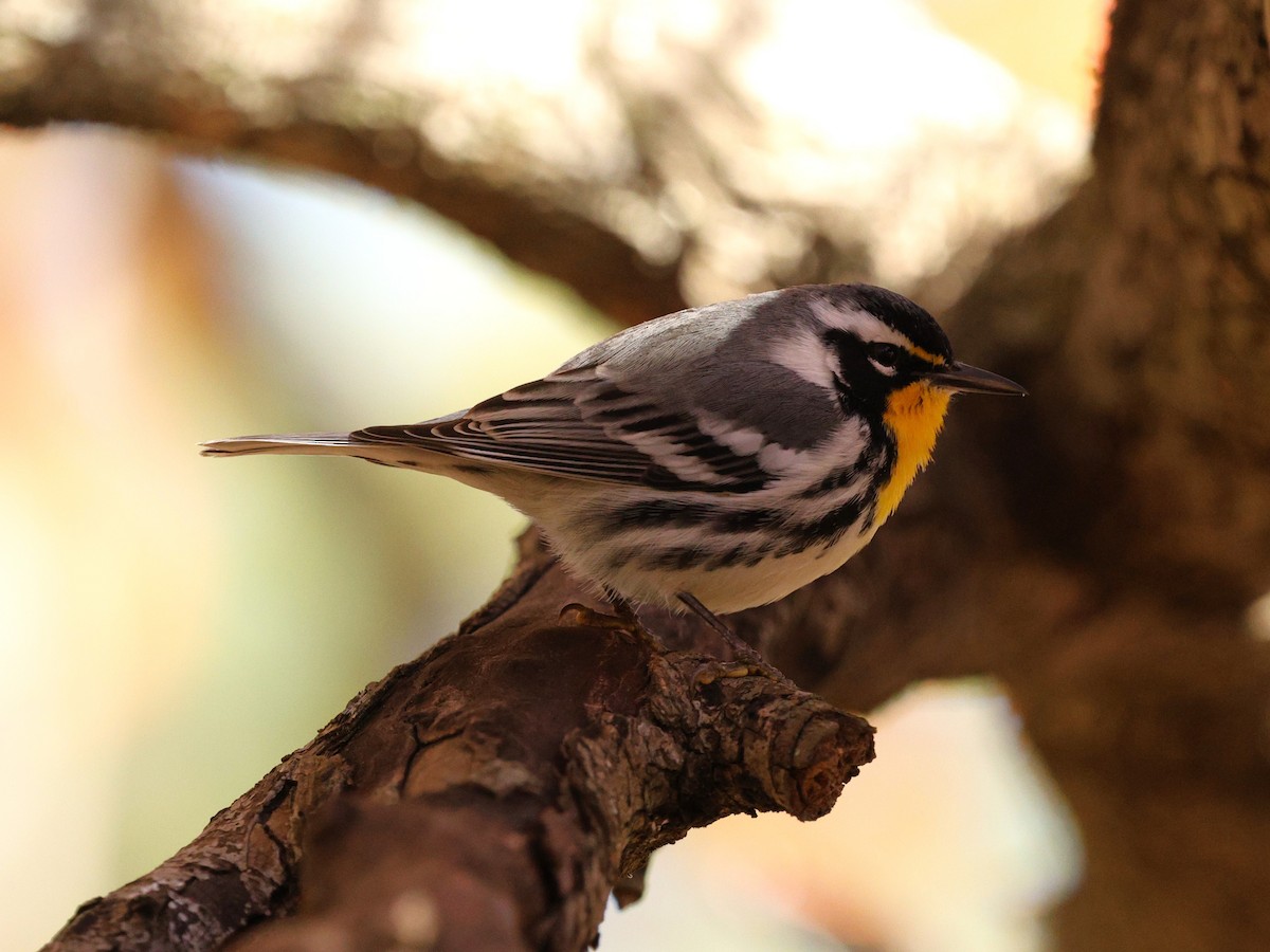 Yellow-throated Warbler - ML647802604