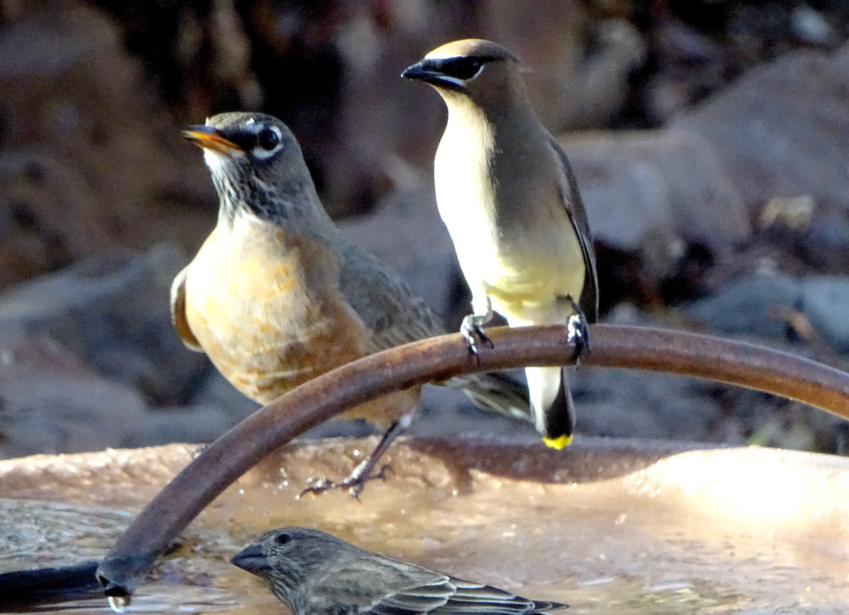 brkoslav americký - ML647802615