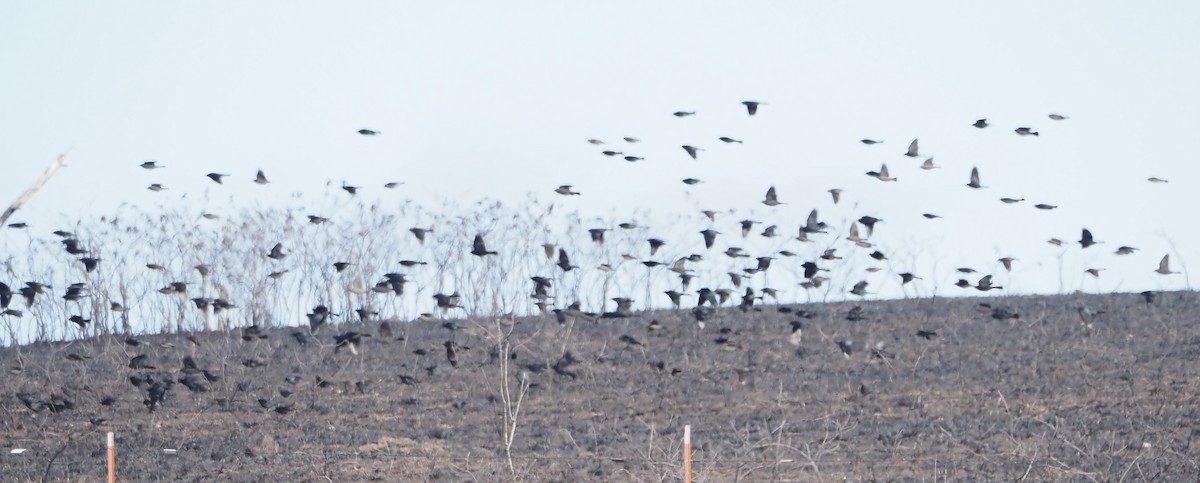 purpurhodetrupial - ML647802631