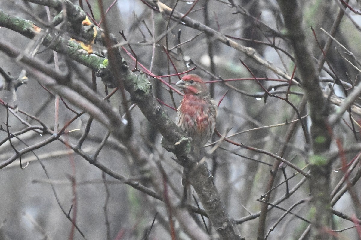 House Finch - ML647802652