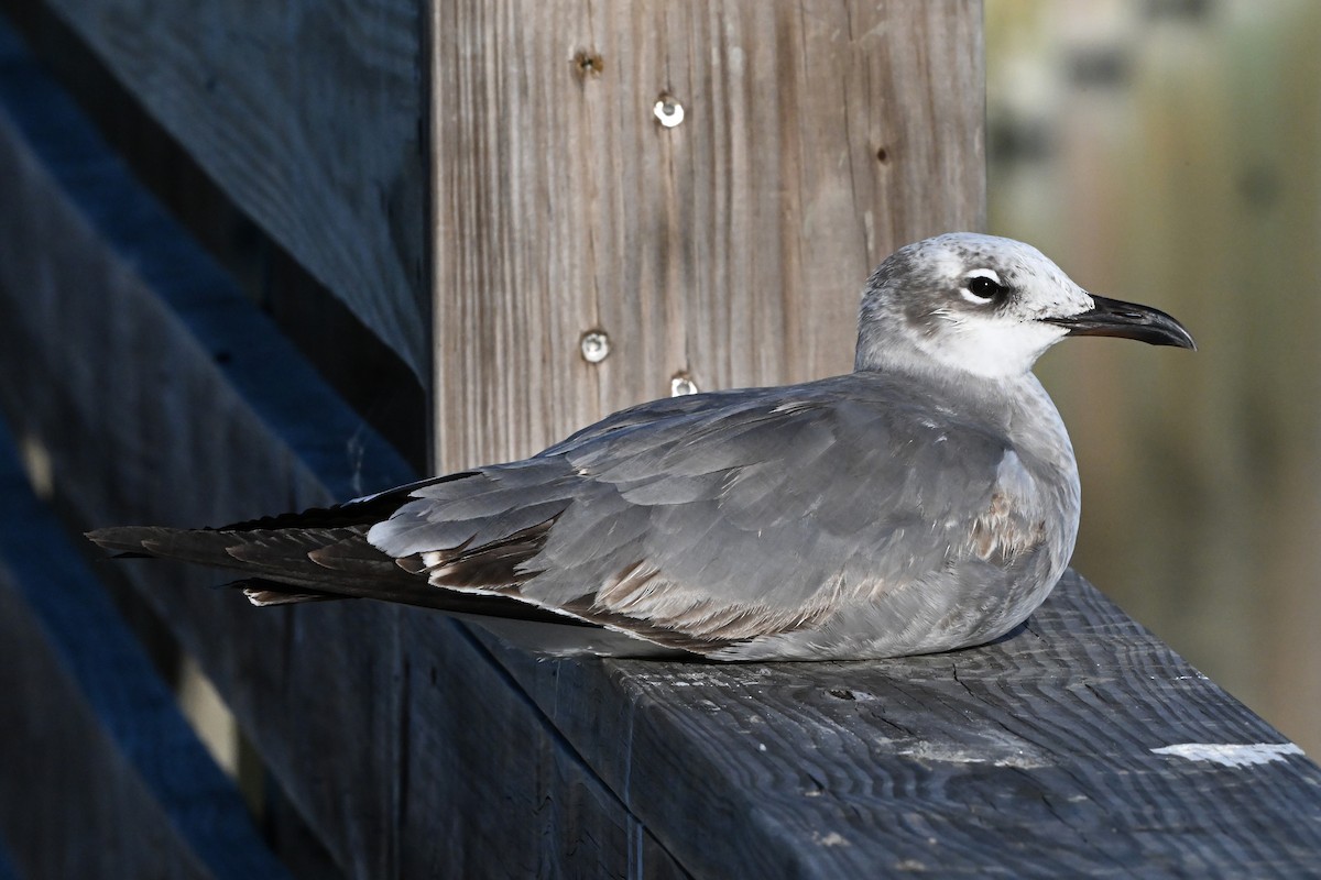 Ацтекская чайка - ML647802654