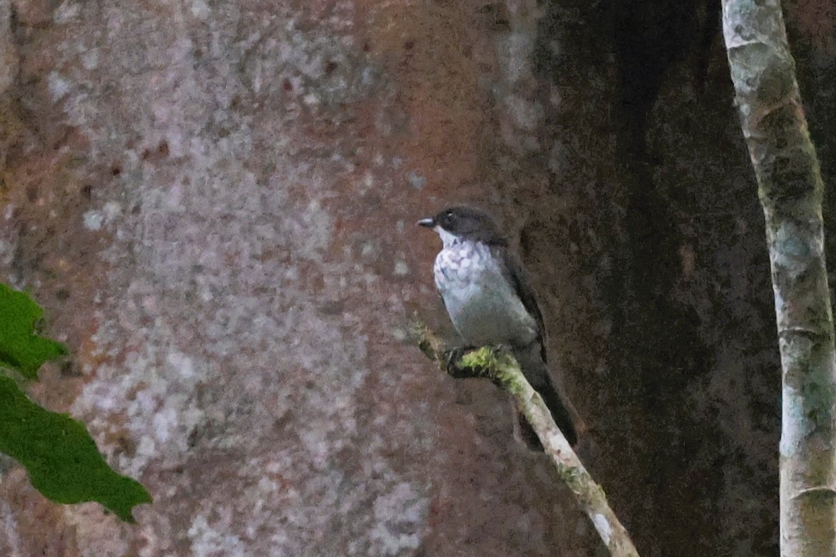 Лесная мухоловка - ML647802658