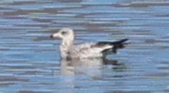 gull sp. - ML647802661