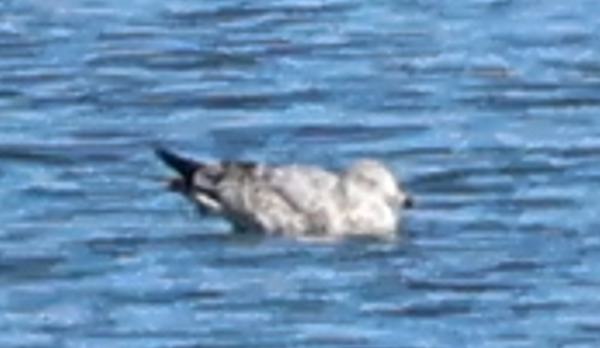 gull sp. - ML647802662