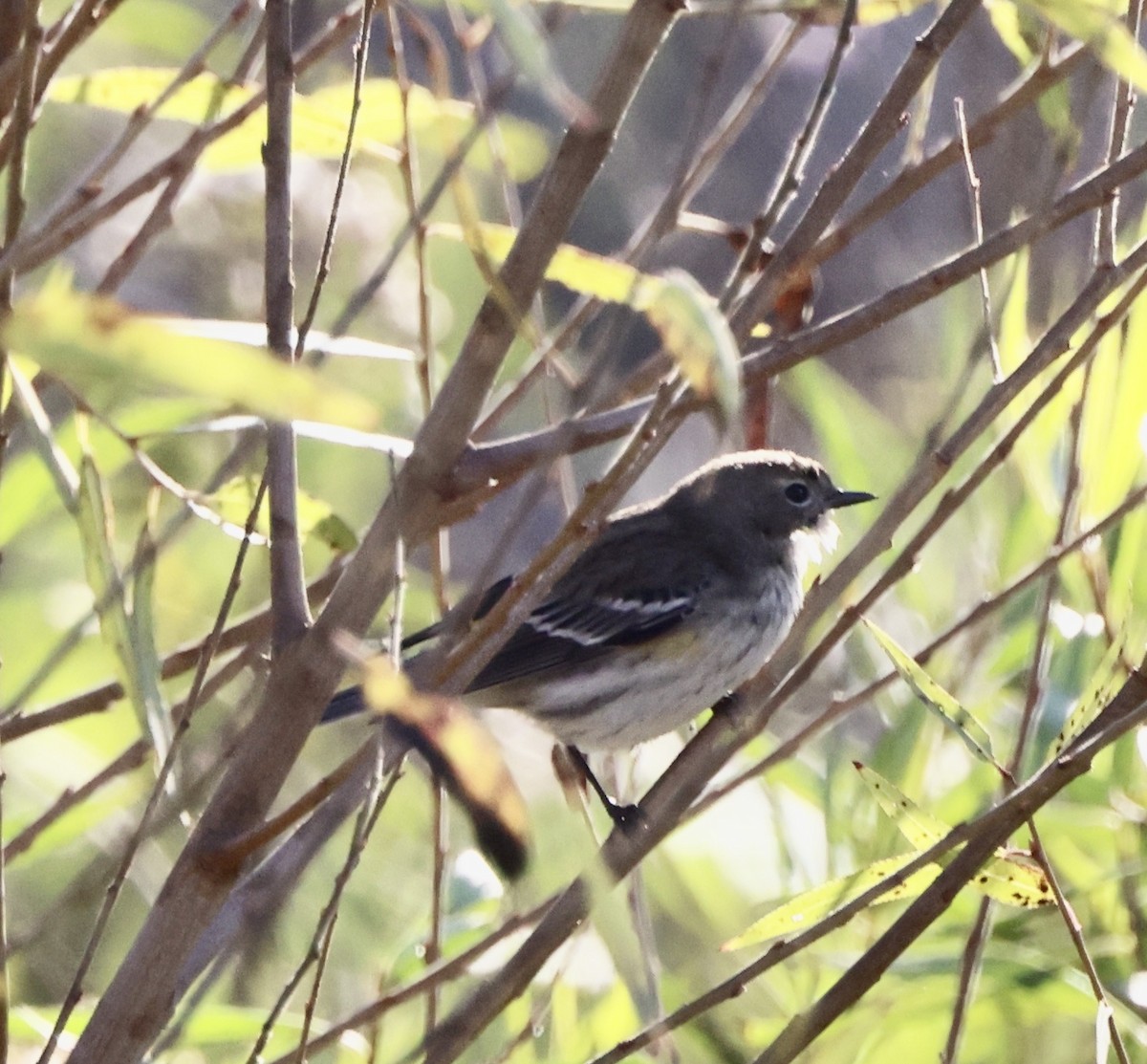 Yellow-rumped Warbler - ML647802704