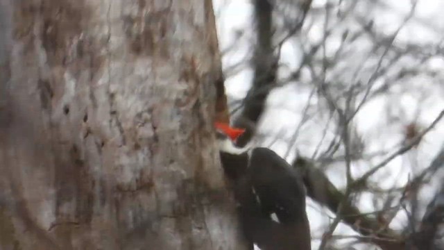 Pileated Woodpecker - ML647802744