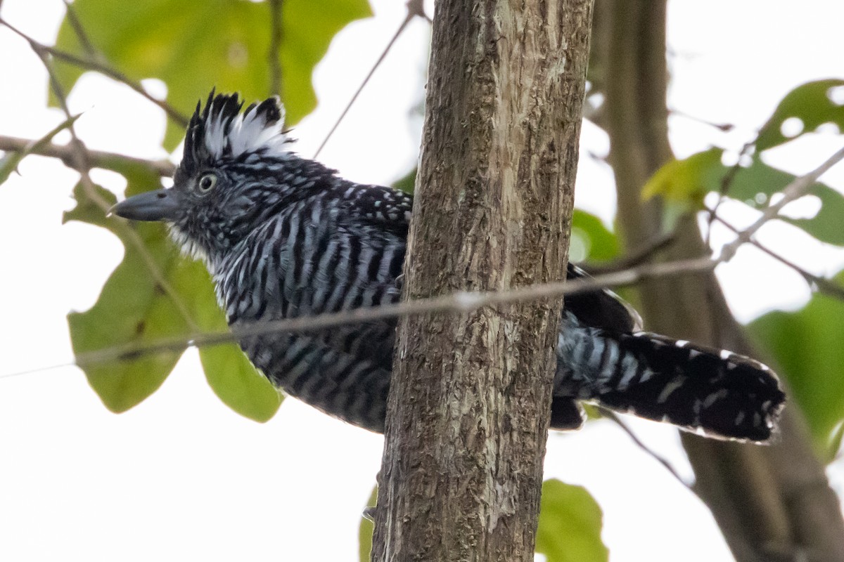 Barred Antshrike - ML647802752