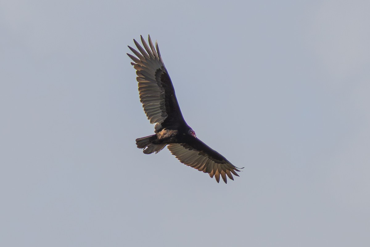 Turkey Vulture - ML647802754