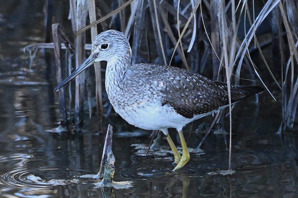 Greater Yellowlegs - ML647802766