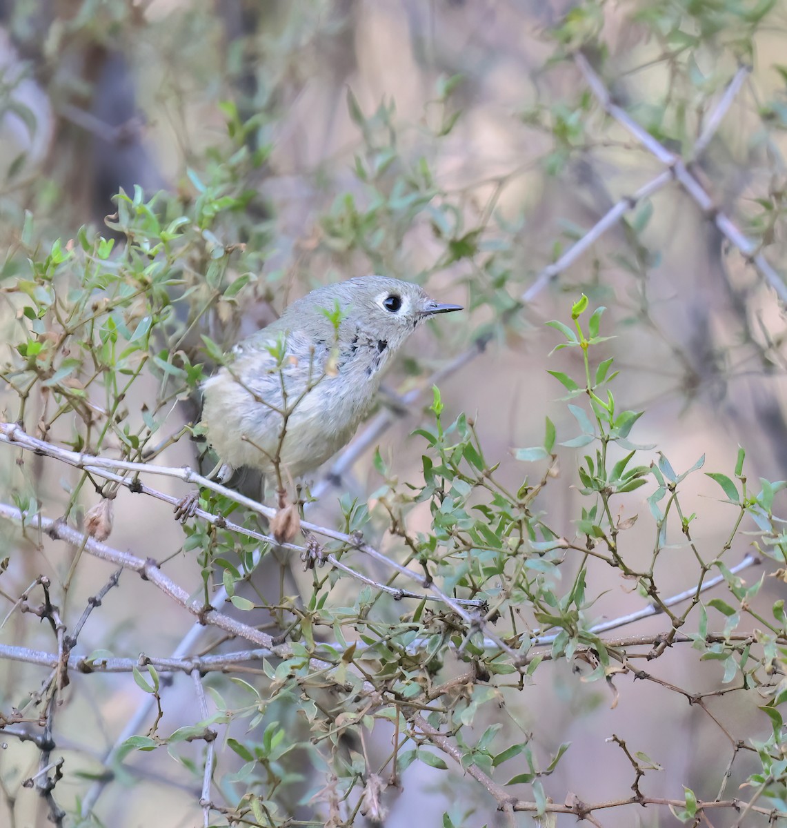 Ruby-crowned Kinglet - ML647802769
