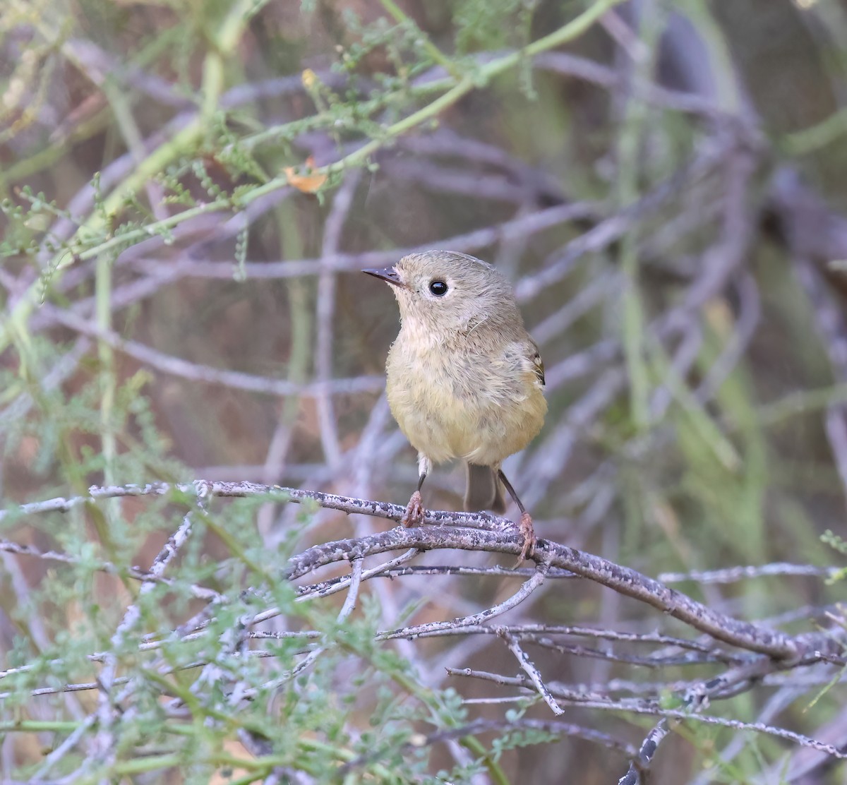 Ruby-crowned Kinglet - ML647802770