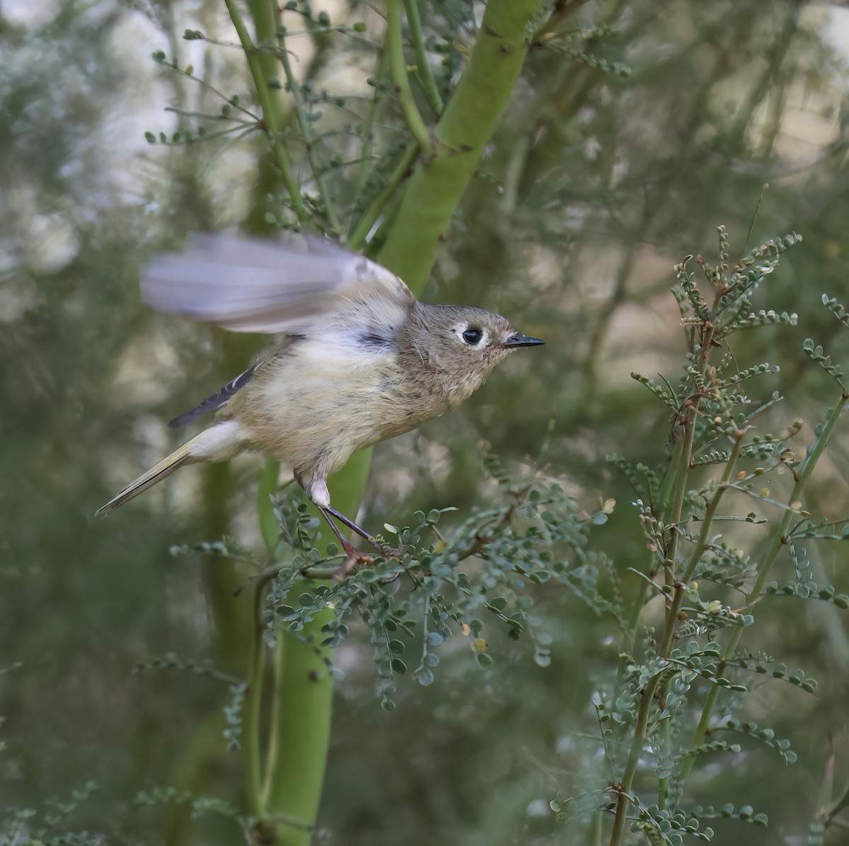Ruby-crowned Kinglet - ML647802772