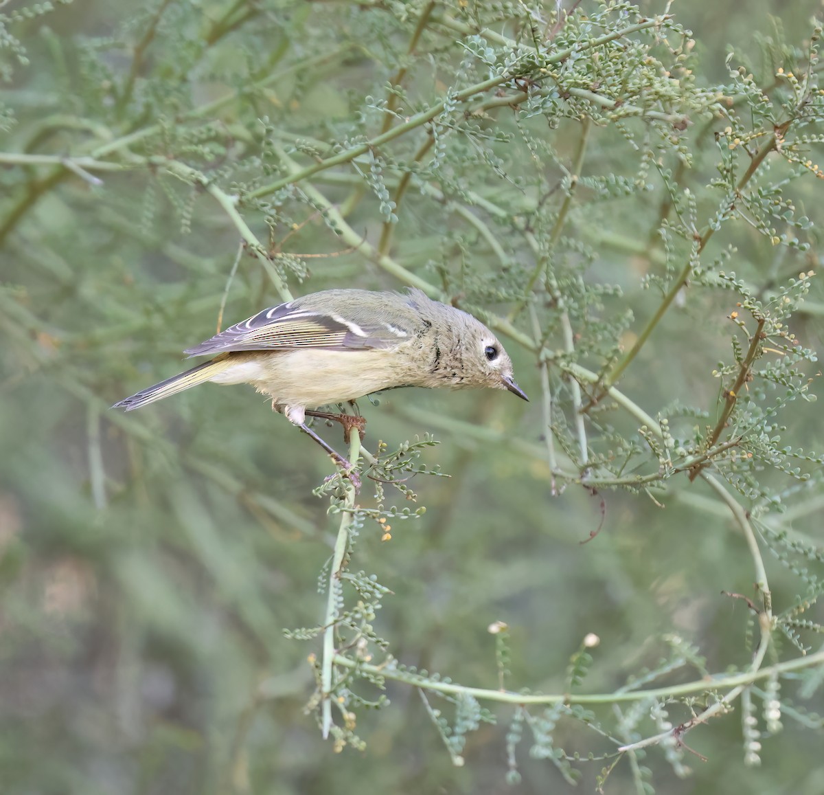 Ruby-crowned Kinglet - ML647802775