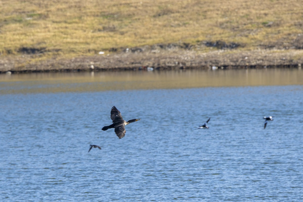 Double-crested Cormorant - ML647802778