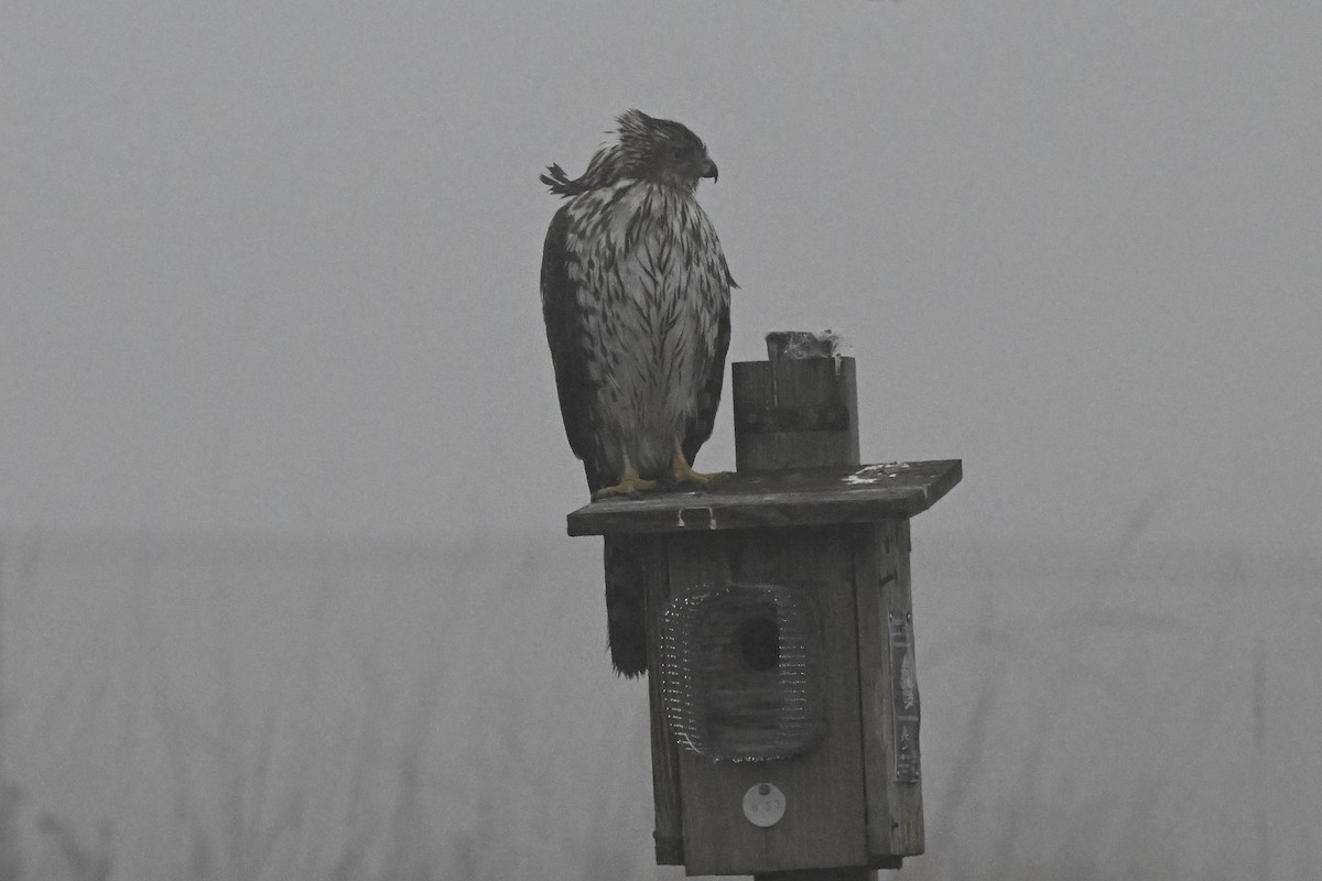 Cooper's Hawk - ML647802779