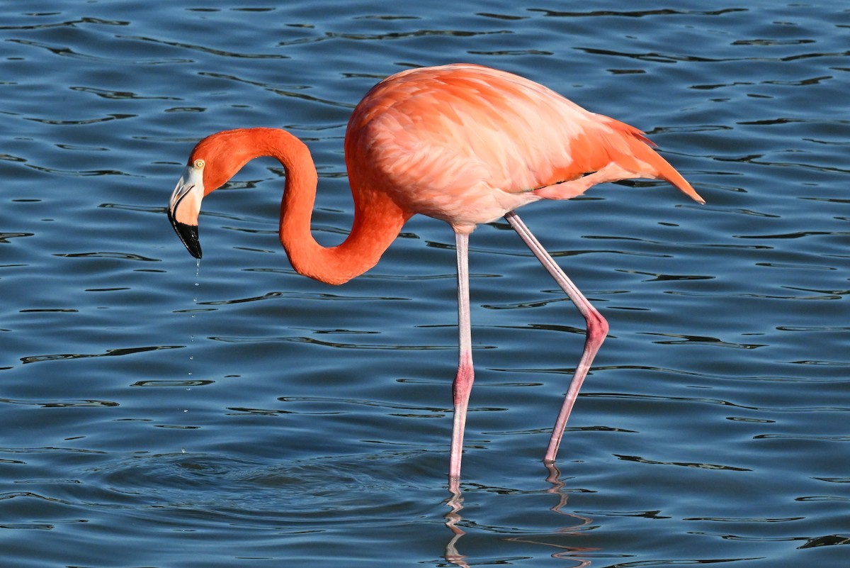 American Flamingo - ML647802784