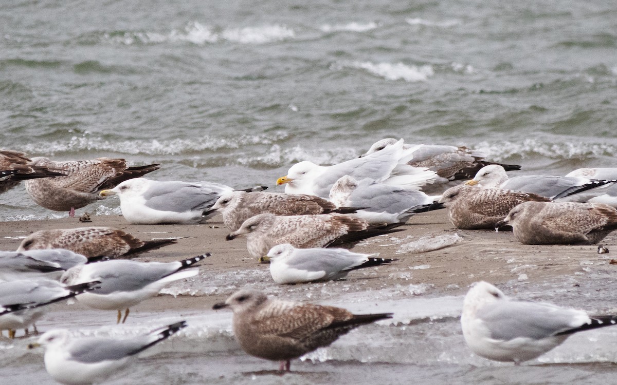 Gavión Hiperbóreo - ML647802785