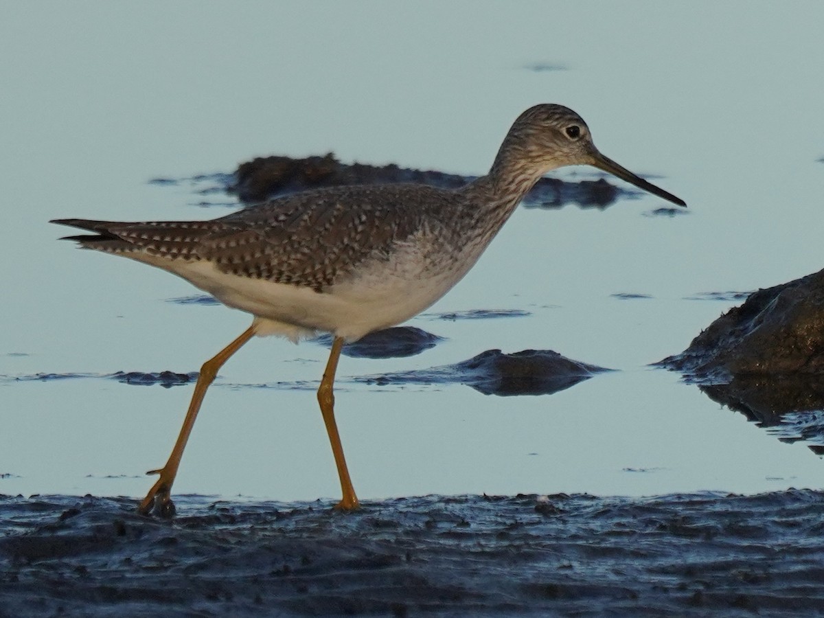 Greater Yellowlegs - ML647802797