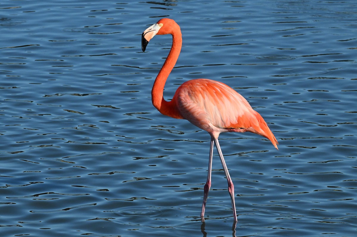 American Flamingo - ML647802798