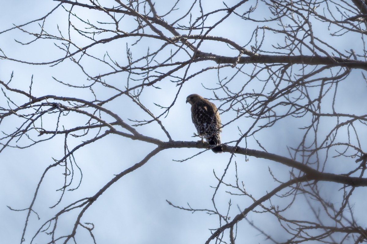 Red-shouldered Hawk - ML647802800