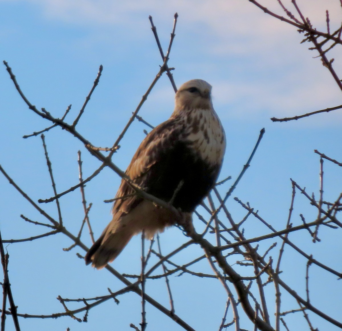 עקב מכנסיים - ML647802801
