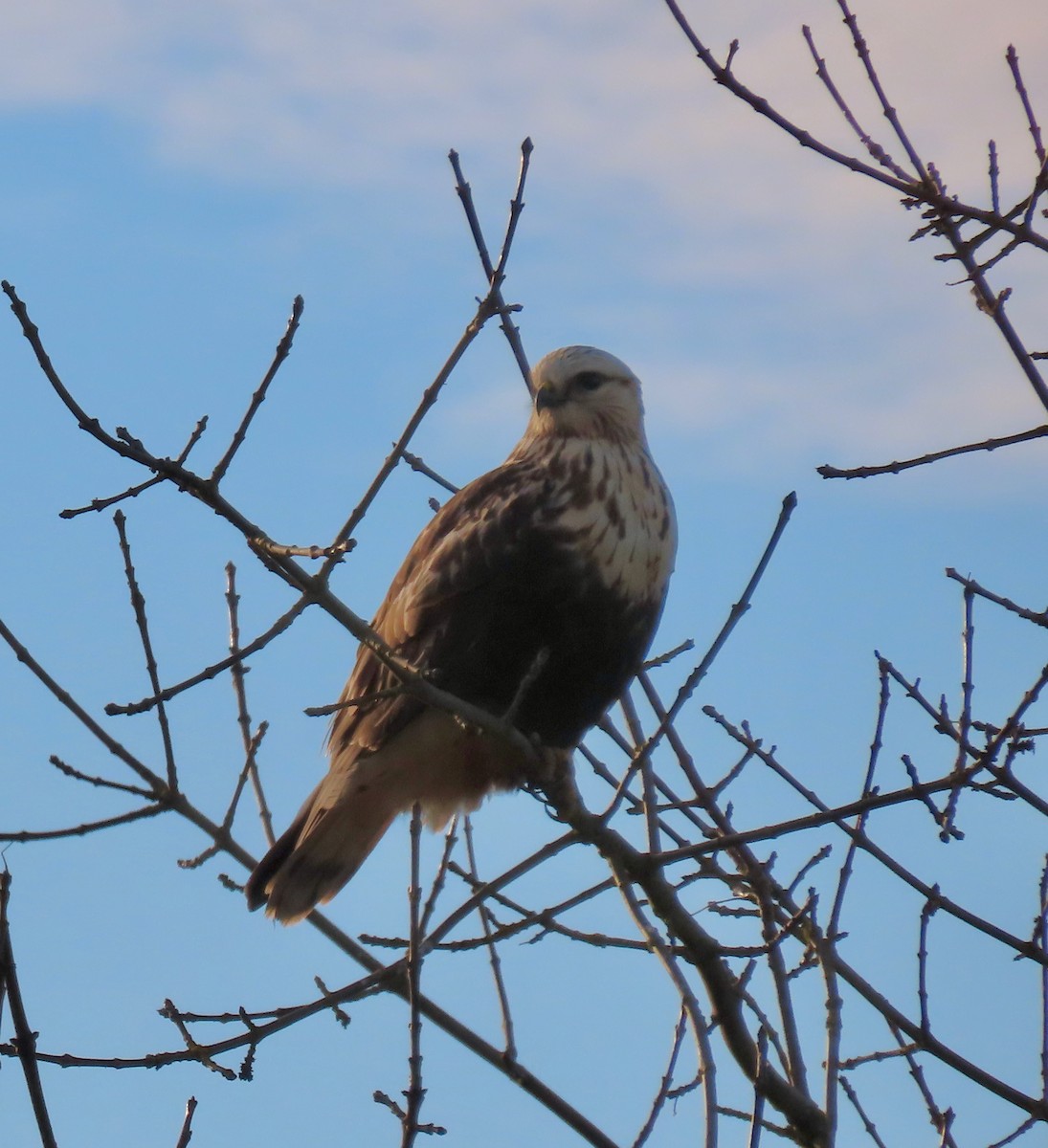 עקב מכנסיים - ML647802802