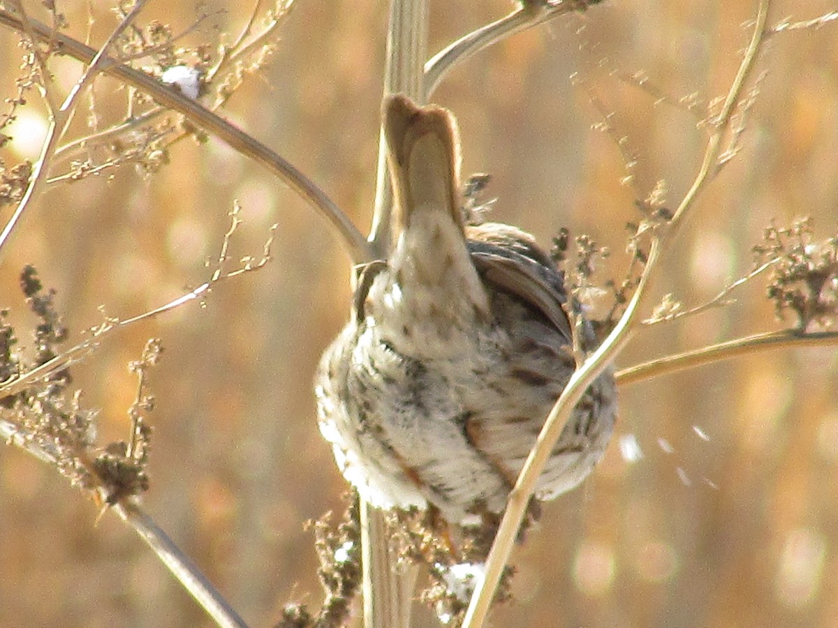גיבתונית רוננת - ML647802803