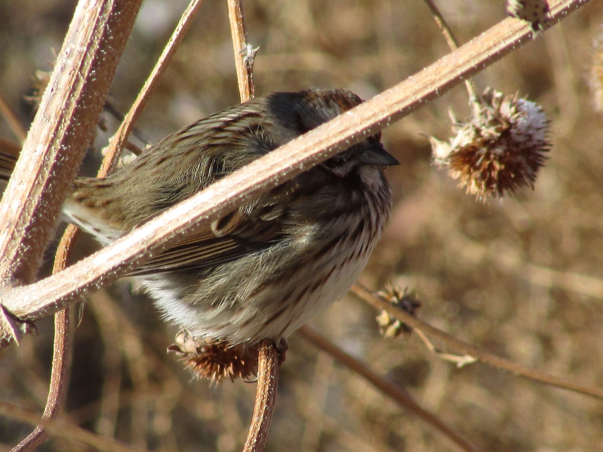 גיבתונית רוננת - ML647802804