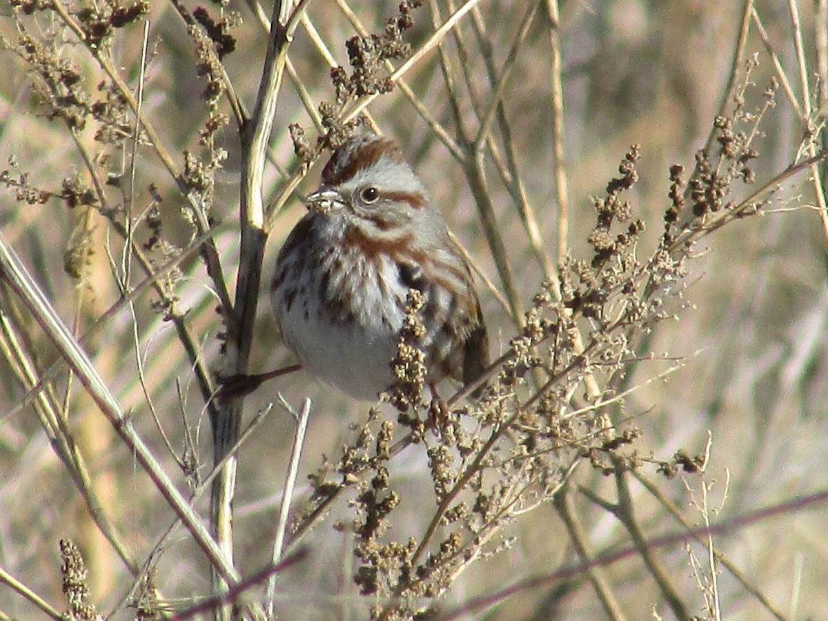 גיבתונית רוננת - ML647802805