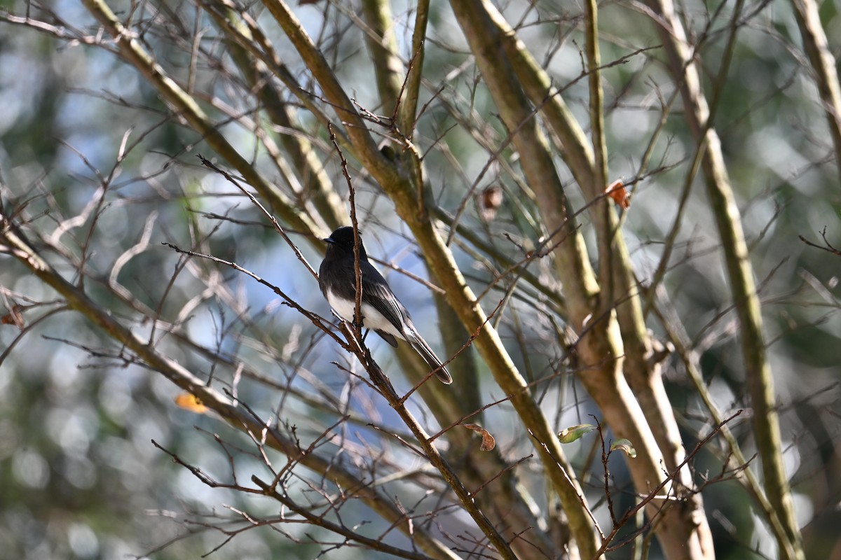 Black Phoebe - ML647802806