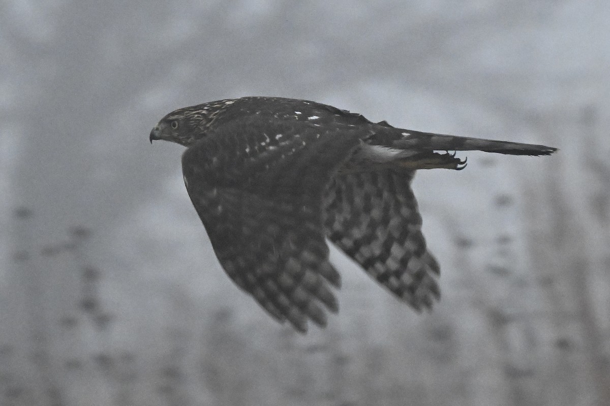 Cooper's Hawk - ML647802807