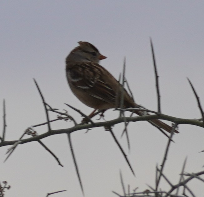גיבתונית לבנת-כיפה - ML647802808