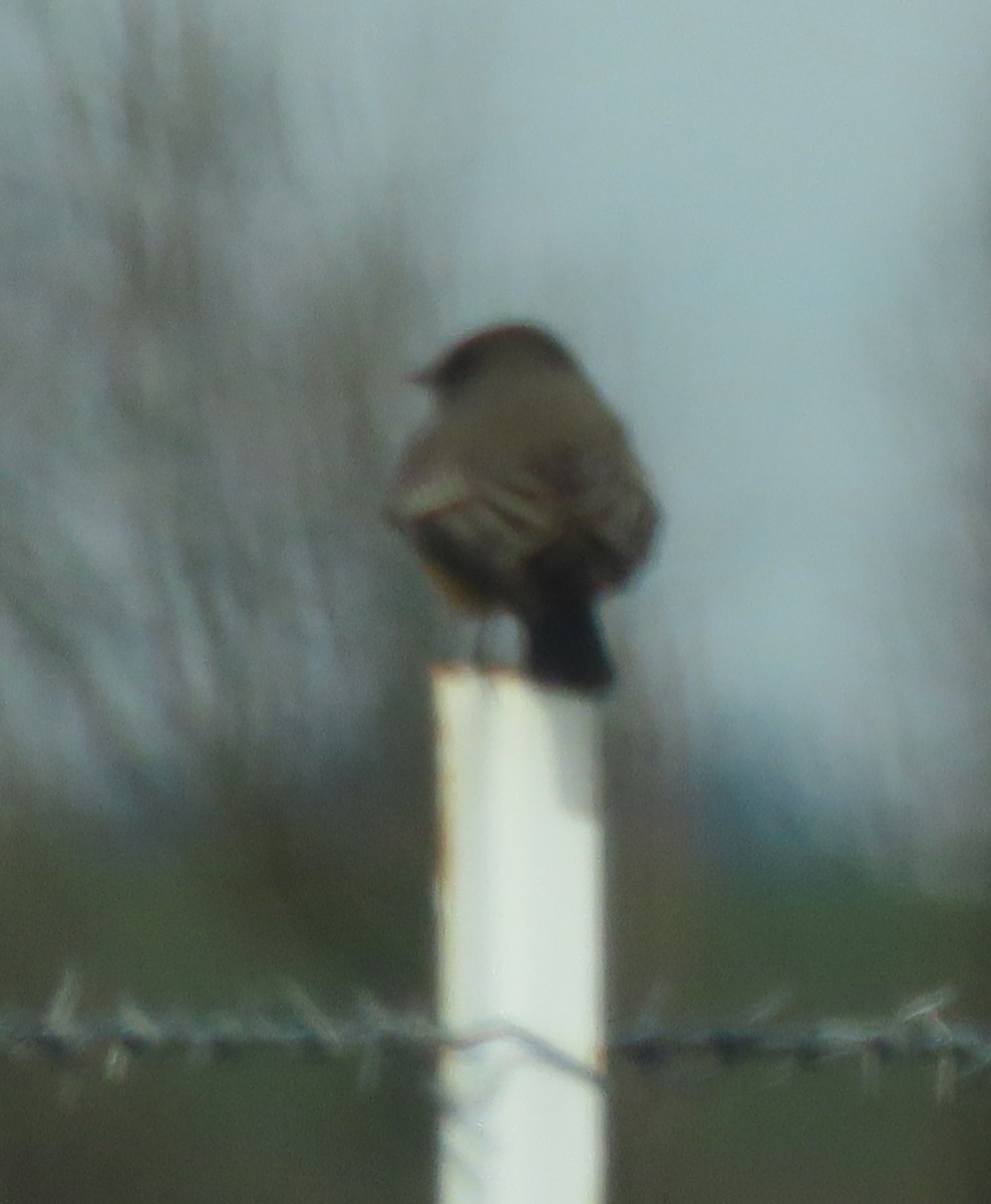 Say's Phoebe - ML647802809