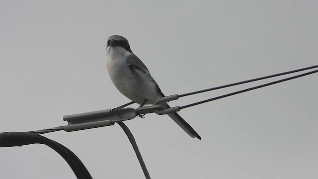 Loggerhead Shrike - ML647802811