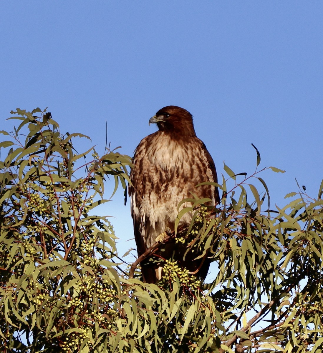 Red-tailed Hawk - ML647802813