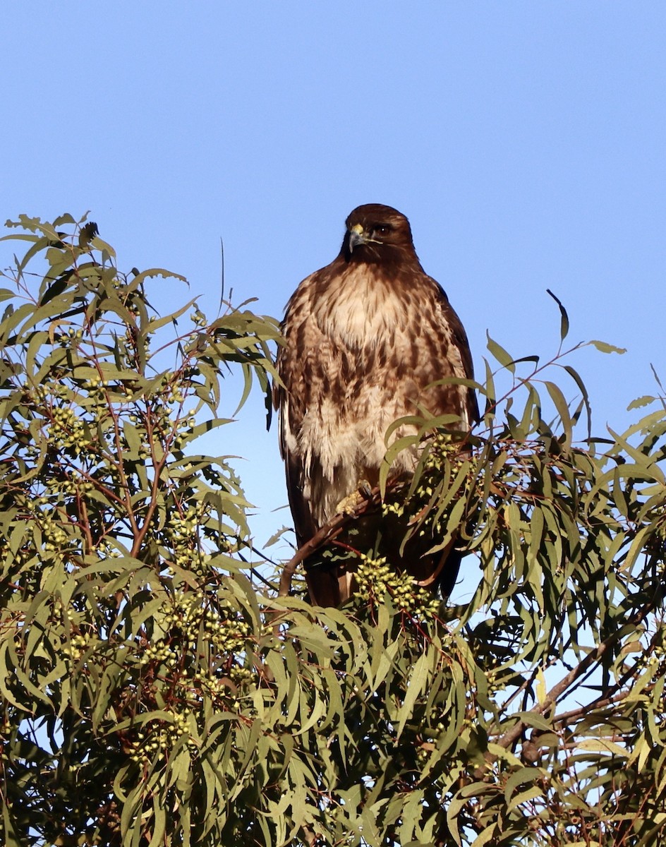 Red-tailed Hawk - ML647802814