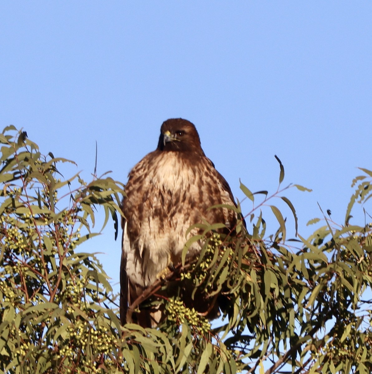 Red-tailed Hawk - ML647802815